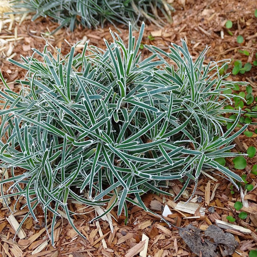 Ficinia truncata Ice Crystal (Porto)