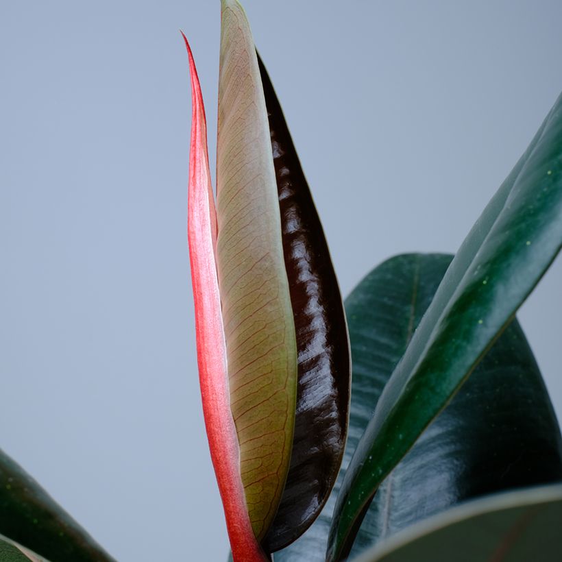 Ficus Abidjan - Ficus elastica (Fogliame)
