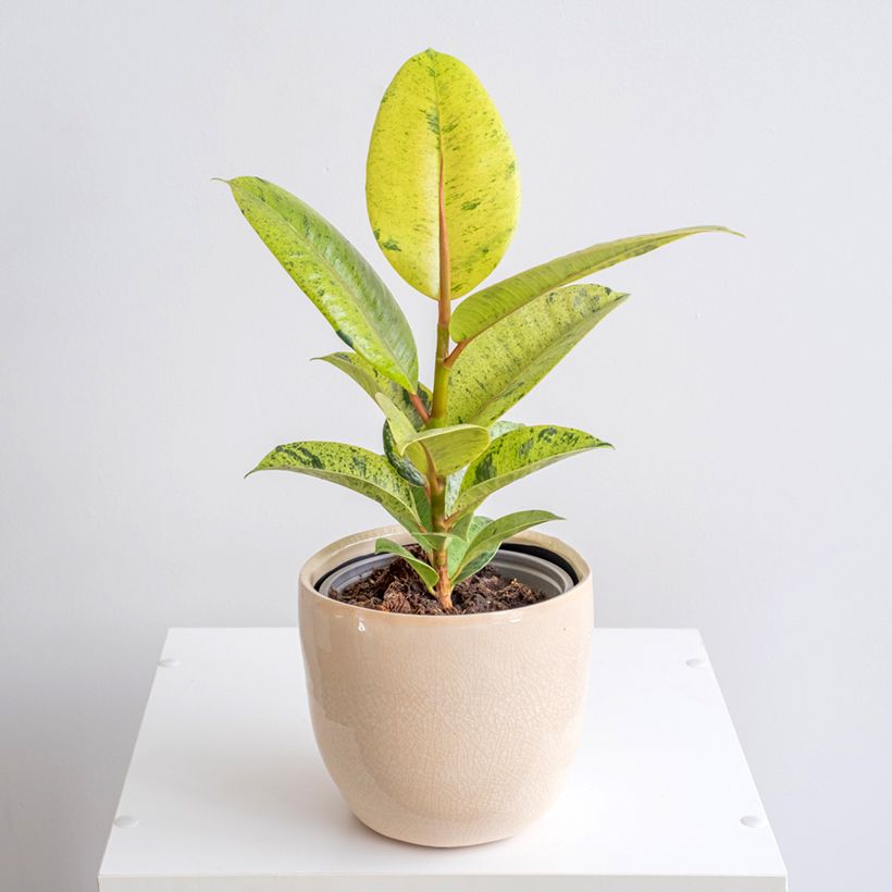 Ficus Shivereana (Porto)