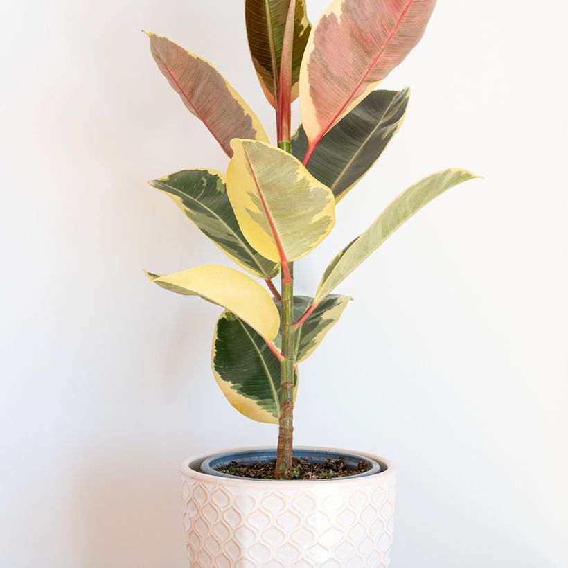 Ficus Tineke (Porto)