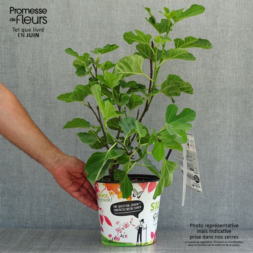 Esemplare di Fico Jannot Vaso da 4L/5L consegnato in estate