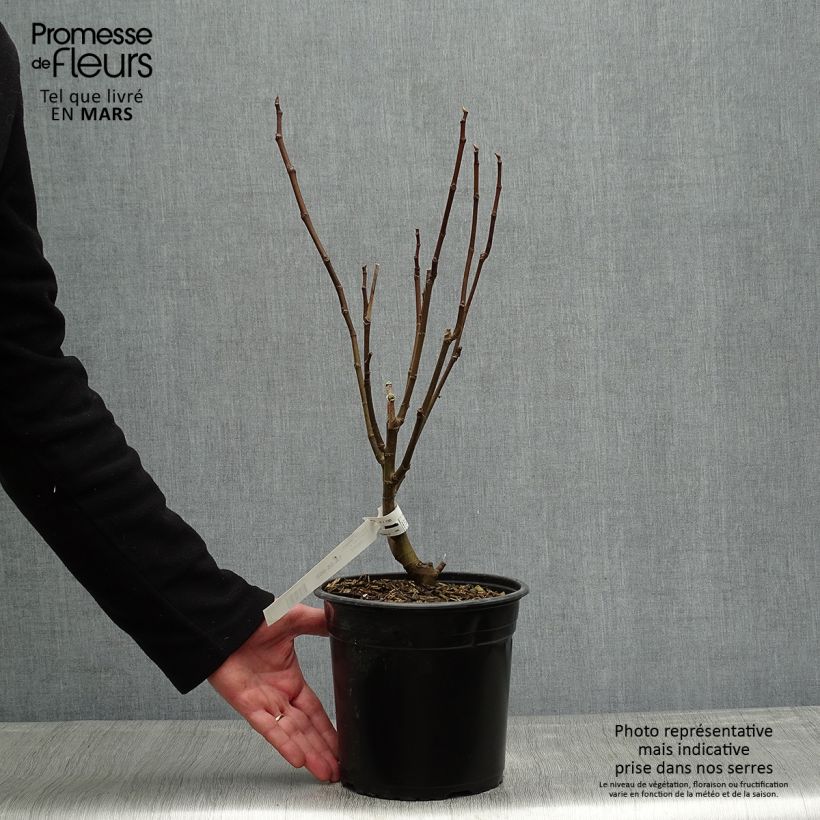 Fico Jannot Vaso da 4L/5LAltezza consegnata circa 50/70cm esemplare consegnato in primavera