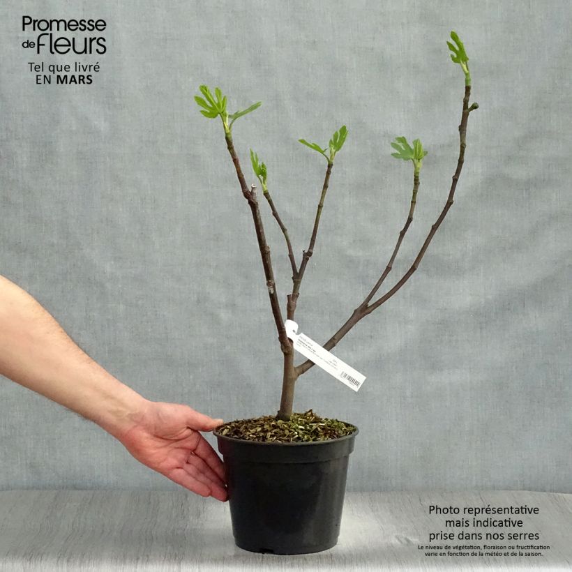 Fico Madeleine des Deux saisons Vaso da 4L/5L, A cespuglioAltezza consegnata circa 40/50cm esemplare consegnato in primavera