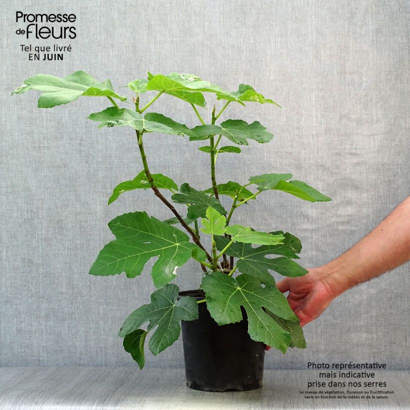 Esemplare di Fico variegato Panascè Vaso da 4L/5L, A cespuglio consegnato in estate