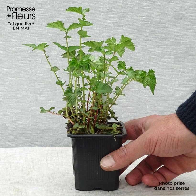 Filipendula Kahome - Olmaria Vasetto da 8/9 cm esemplare consegnato in primavera