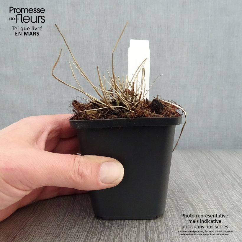 Filipendula palmata Vasetto da 8/9 cm esemplare consegnato in primavera