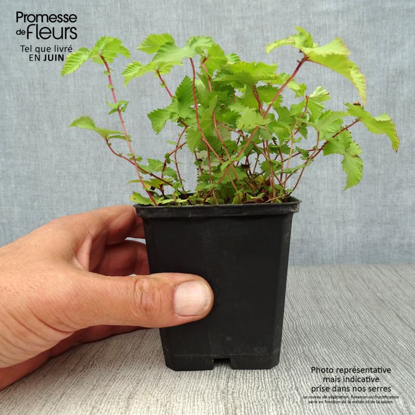 Esemplare di Filipendula palmata Nana Vasetto da 8/9 cm consegnato in estate