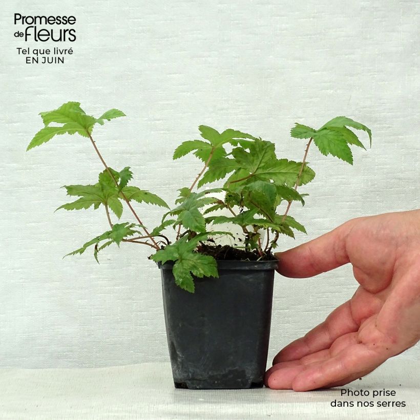 Esemplare di Filipendula purpurea Alba Vasetto da 8/9 cm consegnato in estate