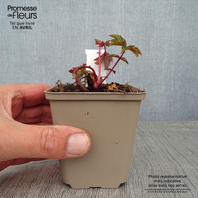 Filipendula purpurea Elegans, Reine des prés Godet de 8/9 cm esemplare consegnato in primavera