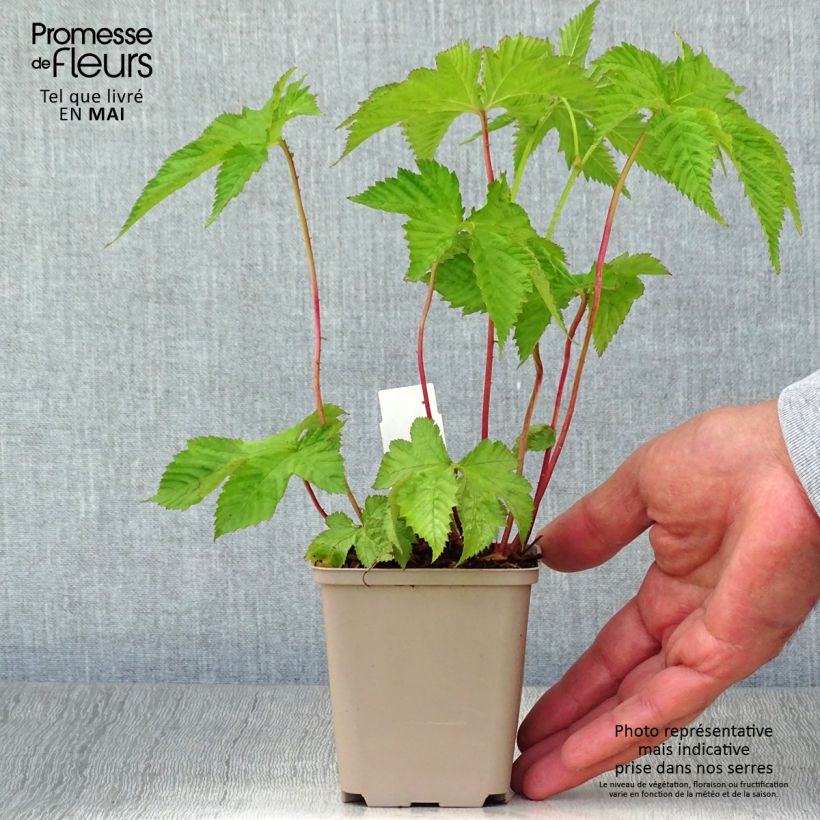 Filipendula purpurea Vasetto da 8/9 cm esemplare consegnato in primavera
