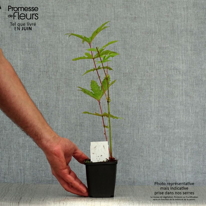 Esemplare di Filipendula rubra Venusta Vasetto da 8/9 cm consegnato in estate