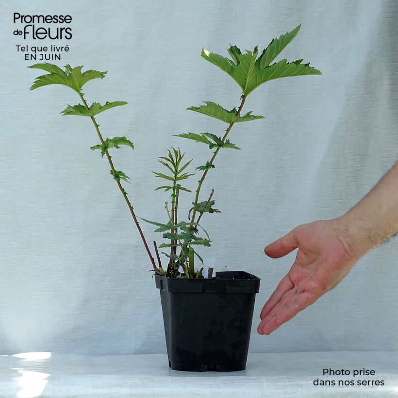 Esemplare di Filipendula rubra Venusta Vaso da 2L/3L consegnato in estate