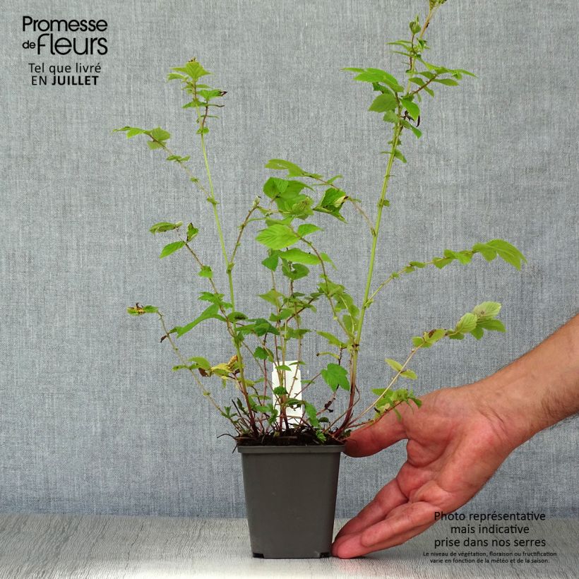 Esemplare di Filipendula ulmaria Aurea Vasetto da 8/9 cm consegnato in estate