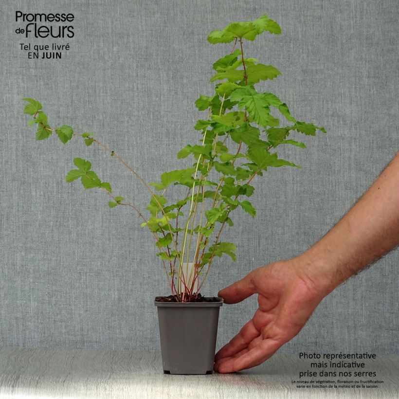 Esemplare di Filipendula ulmaria Plena Vasetto da 8/9 cm consegnato in estate