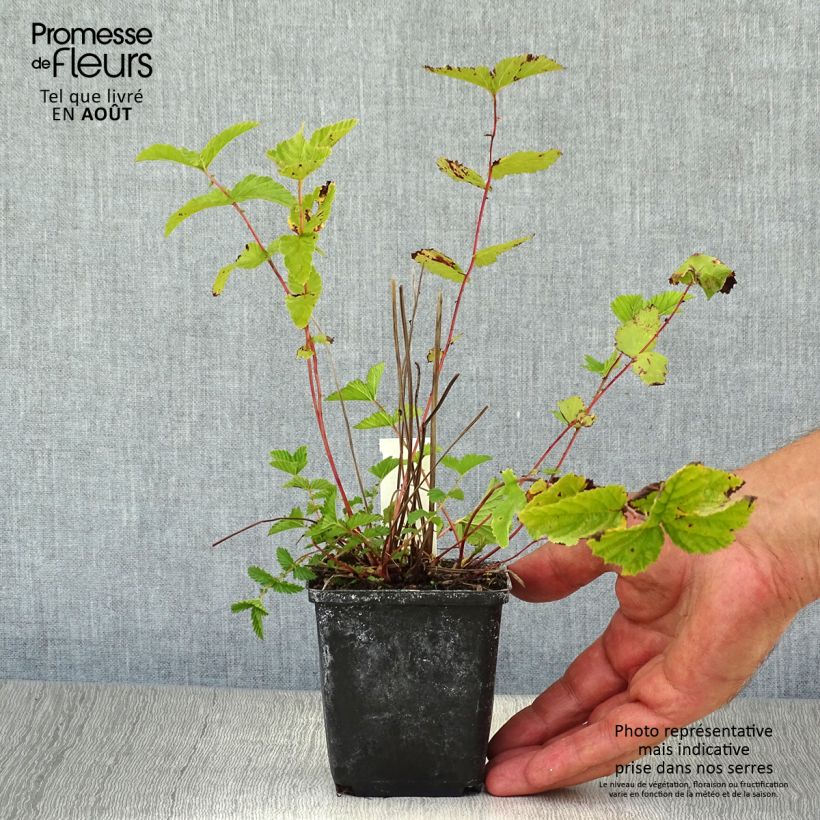 Esemplare di Filipendula ulmaria - Olmaria comune Vasetto da 8/9 cm consegnato in estate