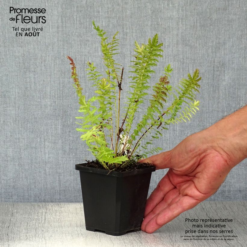 Esemplare di Filipendula vulgaris - Olmaria peperina Vasetto da 8/9 cm consegnato in estate