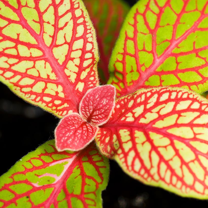 Fittonia Skeleton (Fogliame)