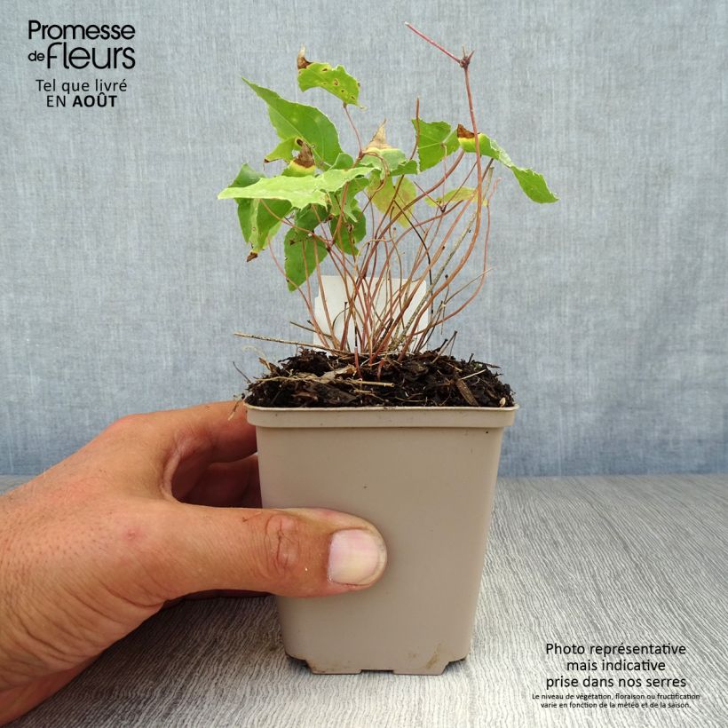 Esemplare di Epimedium Amber Queen Vasetto da 8/9 cm consegnato in estate
