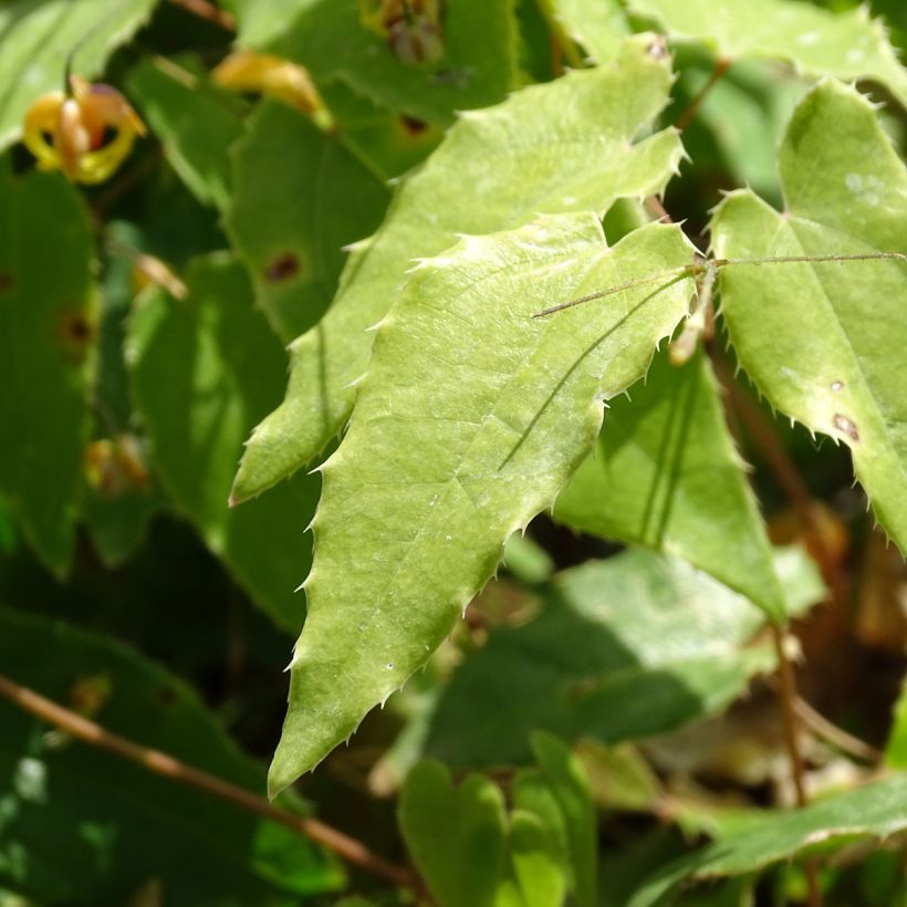 Epimedium Amber Queen (Fogliame)
