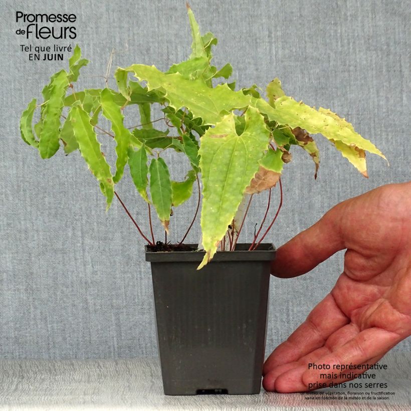 Esemplare di Epimedium Sphinx Twinkler Vasetto da 8/9 cm consegnato in estate