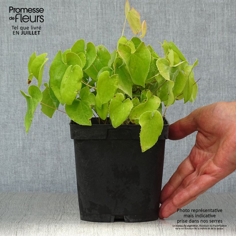 Esemplare di Epimedium pubigerum Orangekönigin Vaso da 2L/3L consegnato in estate
