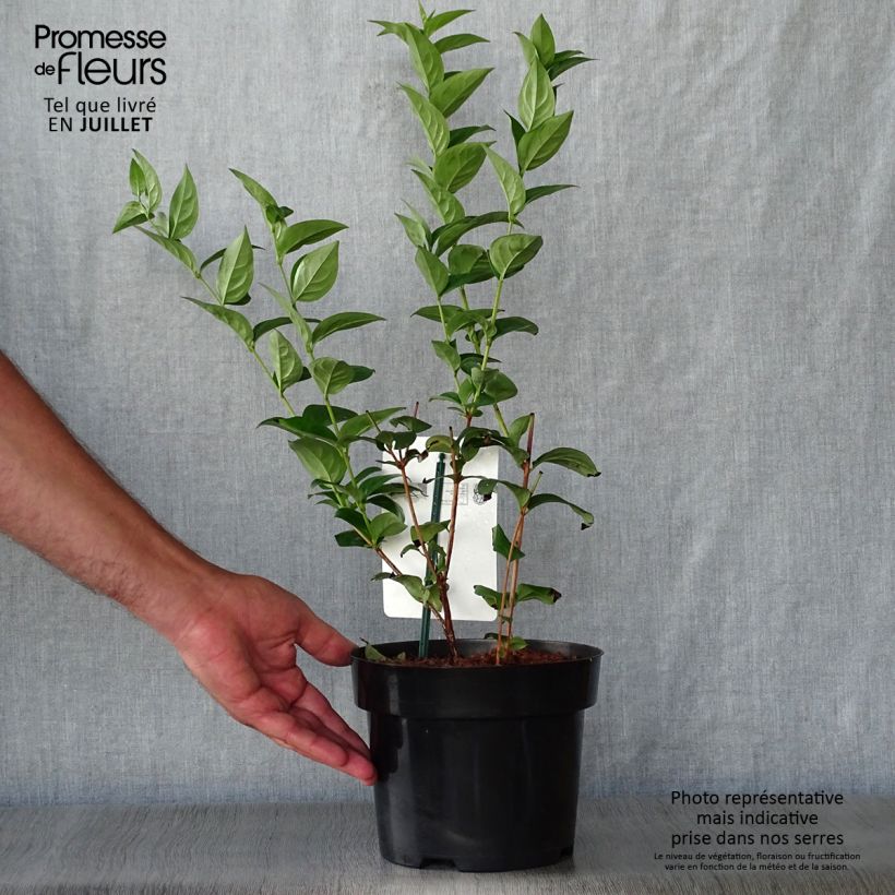 Esemplare di Abeliophyllum distichum - Forsizia bianca Vaso da 2L/3L consegnato in estate