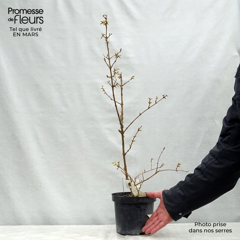 Forsizia Lyngold Piante piccole a radice nuda esemplare consegnato in primavera