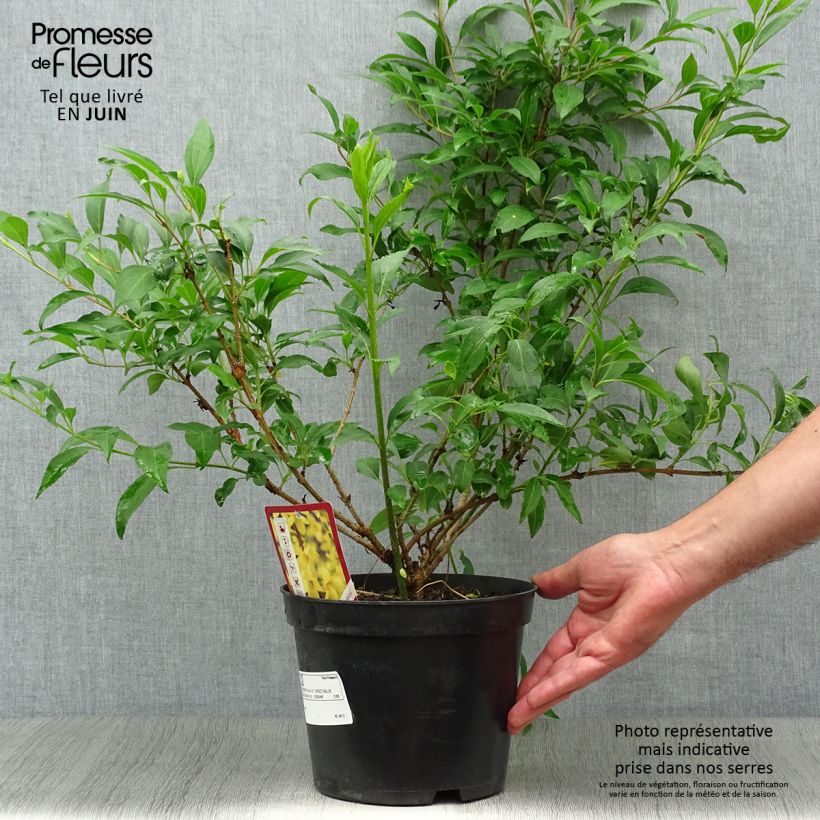 Esemplare di Forsizia Spectabilis Vaso da 2L/3L consegnato in estate