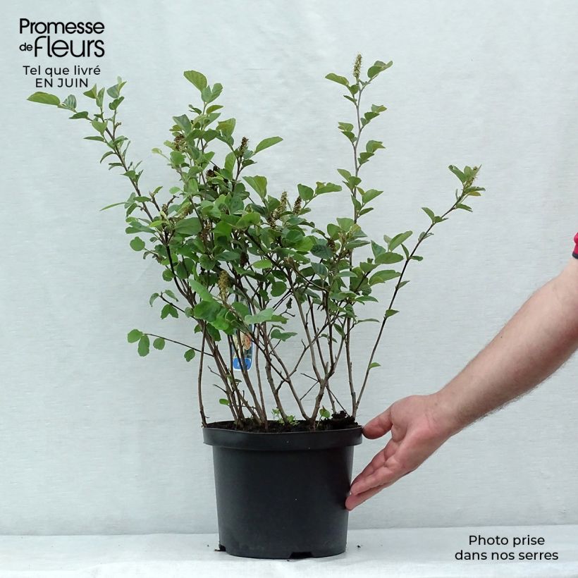 Esemplare di Fothergilla gardenii Vaso da 3L/4L consegnato in estate