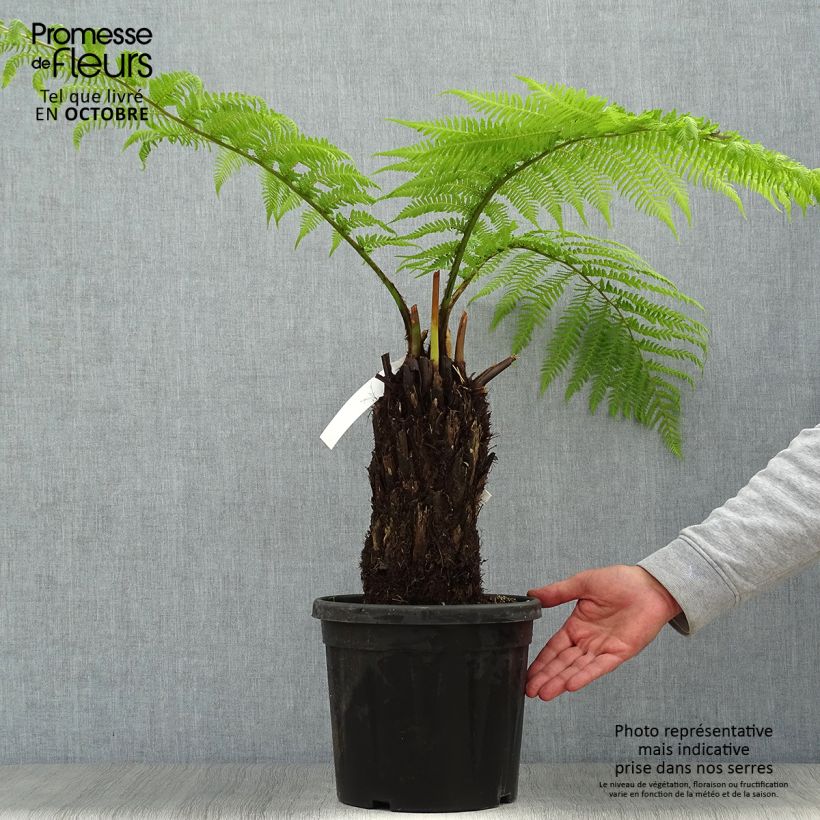 Esemplare di Dicksonia antarctica - Felce arborea Vaso da 4L/5L consegnato in estate