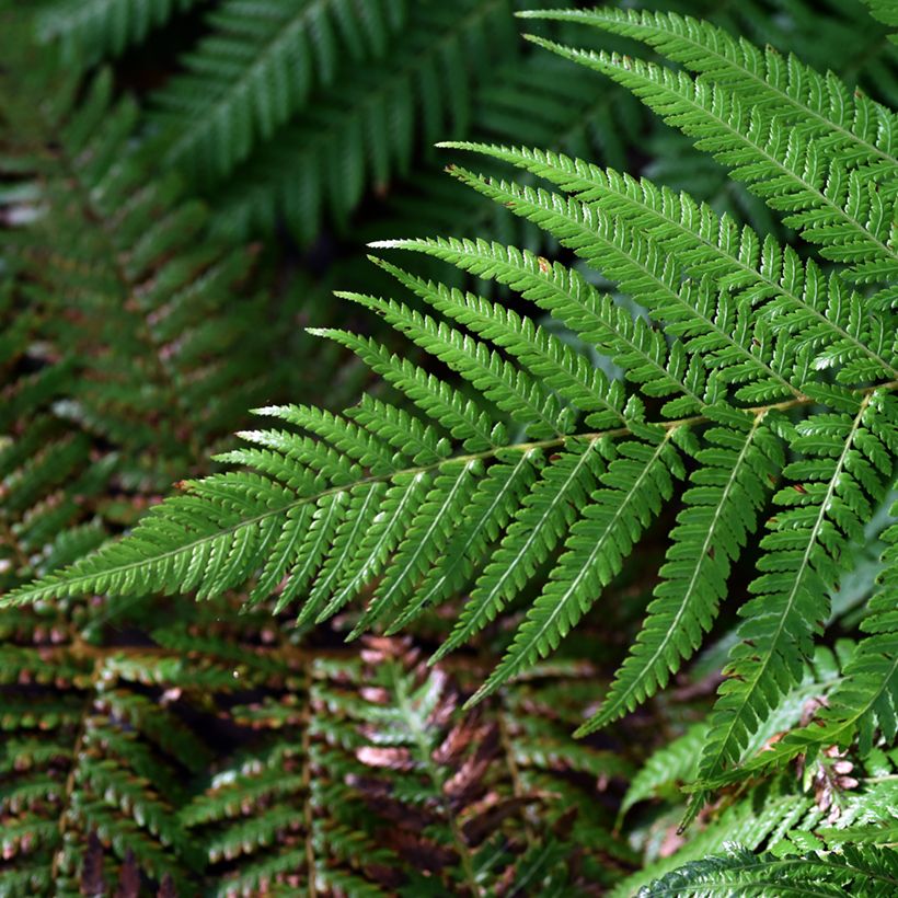 Dicksonia fibrosa - Felce arborea dorata (Fogliame)