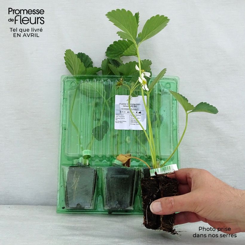 Fragola Ciflorette Bio Zolla 5 cm x 7 cm esemplare consegnato in primavera