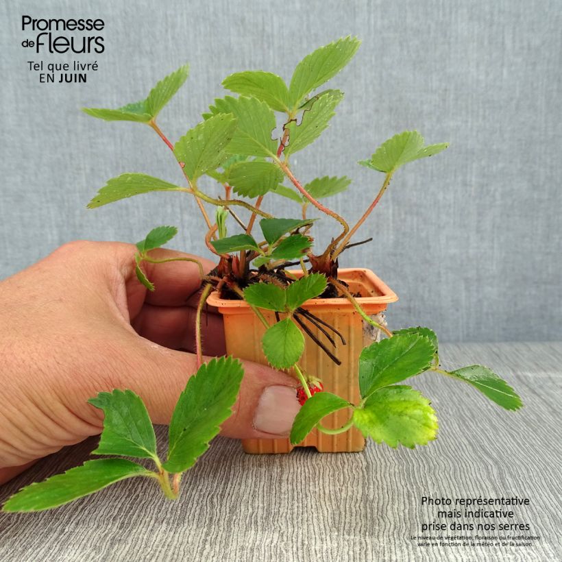 Esemplare di Fragola rifiorente Cirafine (in vasetto da Ø 7 cm) Vasetto da 7/8 cm consegnato in estate