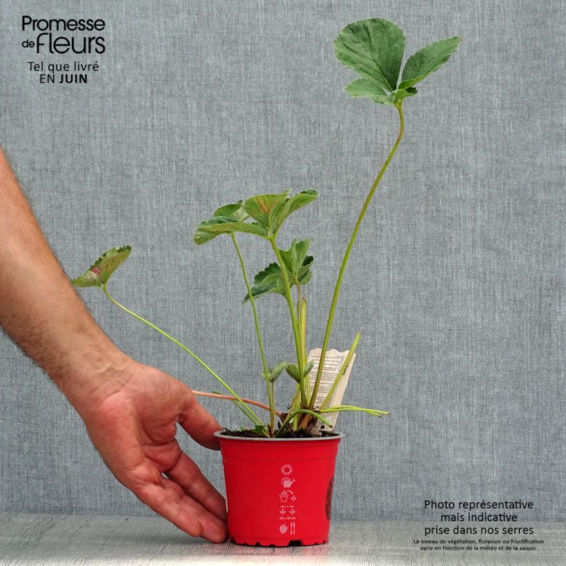 Esemplare di Fragola Framberry Vaso da Ø 12 cm / 13 cm consegnato in estate