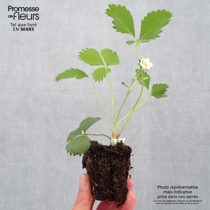 Fragola Gariguette Bio Zolla 5 cm x 7 cm esemplare consegnato in primavera