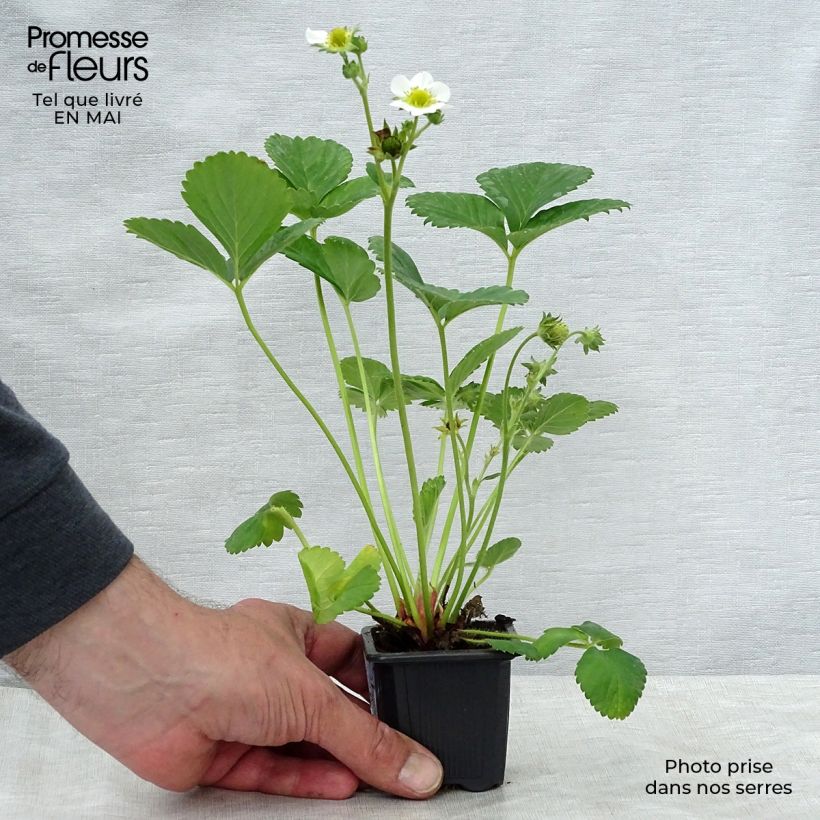 Fragola rifiorente Gento Vasetto da 7/8 cm esemplare consegnato in primavera