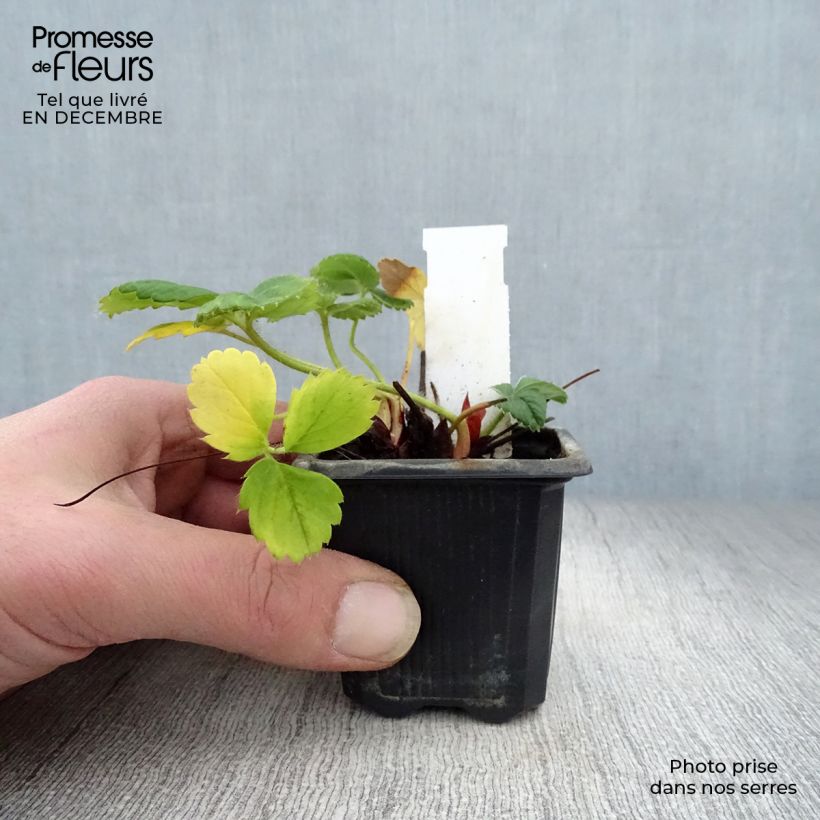 Fragola rifiorente Gento Vasetto da 7/8 cm esemplare consegnato in inverno