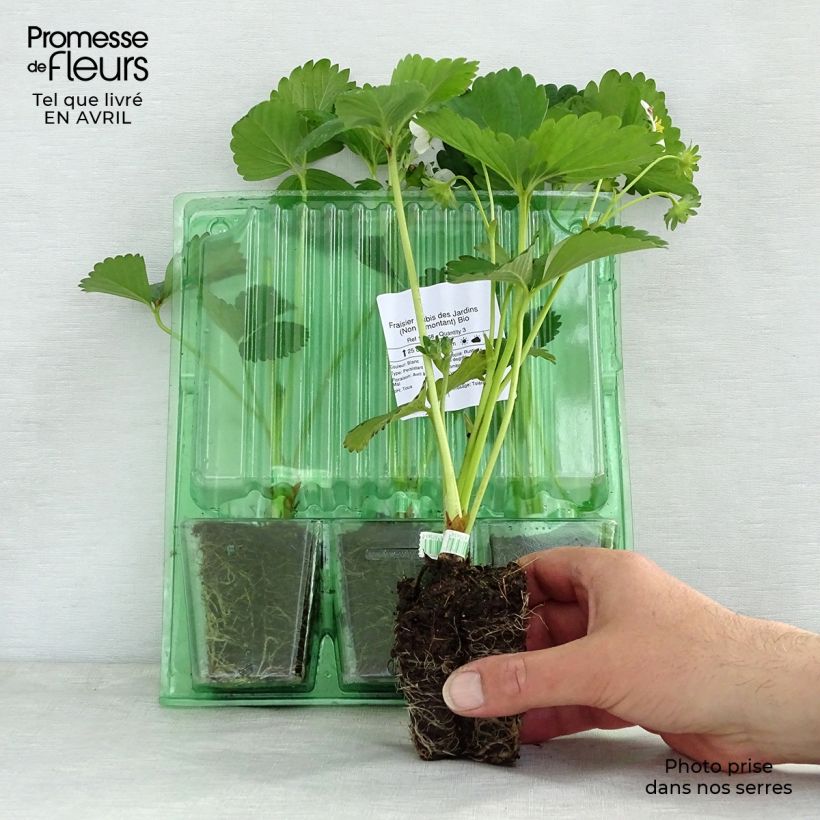 Fragola Rubis des Jardins Zolla 5 cm x 7 cm esemplare consegnato in primavera