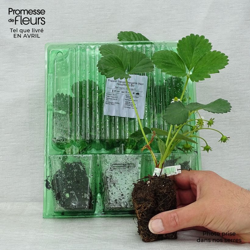 Fragola Senga Sengana Zolla 5 cm x 7 cm esemplare consegnato in primavera
