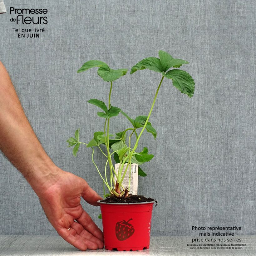 Esemplare di Fragola White Pineberry Vasetto da 8/9 cm consegnato in estate
