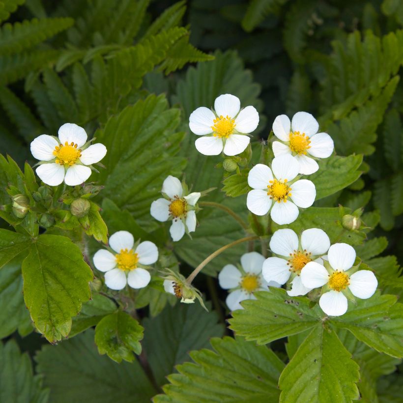 Fragola delle quattro stagioni (Fioritura)
