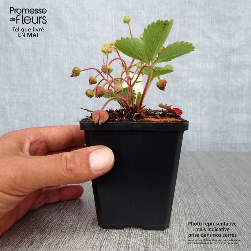 Fragola Pink Panda Vasetto da 8/9 cmAltezza consegnata circa 5/10cm esemplare consegnato in primavera