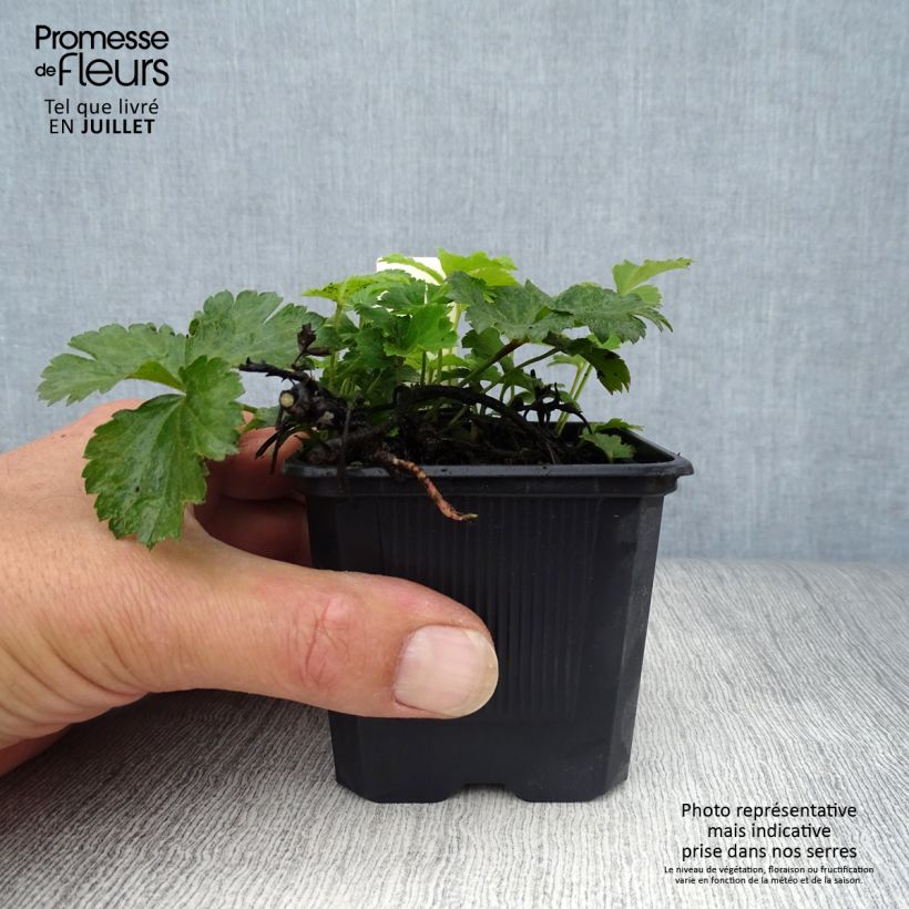Esemplare di Waldsteinia ternata - Fragola sterile Vasetto da 8/9 cm consegnato in estate