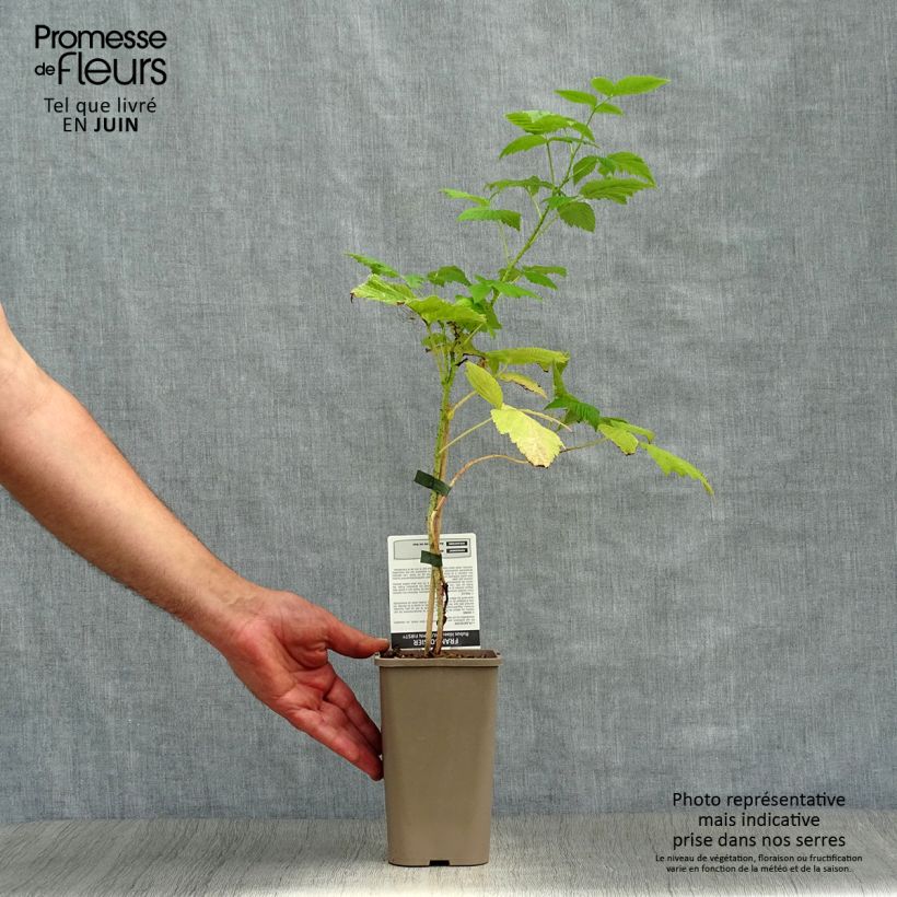 Esemplare di Lampone Autumn First Vaso da 1,5L/2L, Multifusto consegnato in estate