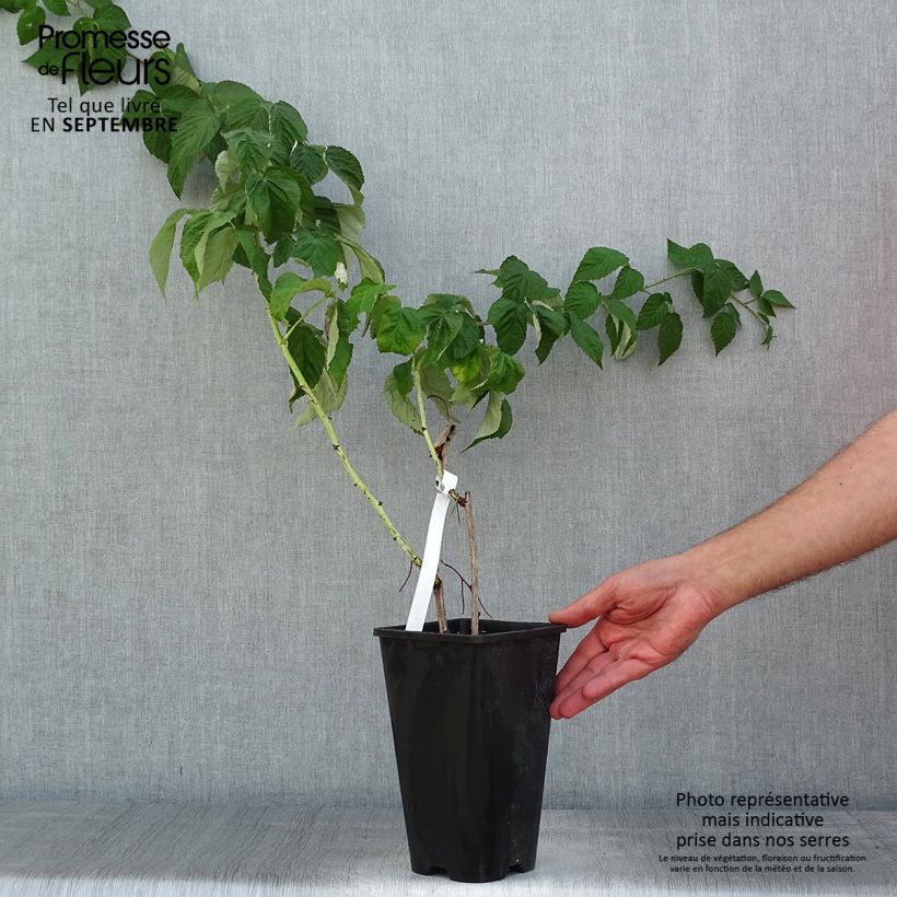 Esemplare di Lampone Autumn Passion Vaso da 2L/3L, Multifusto consegnato in estate