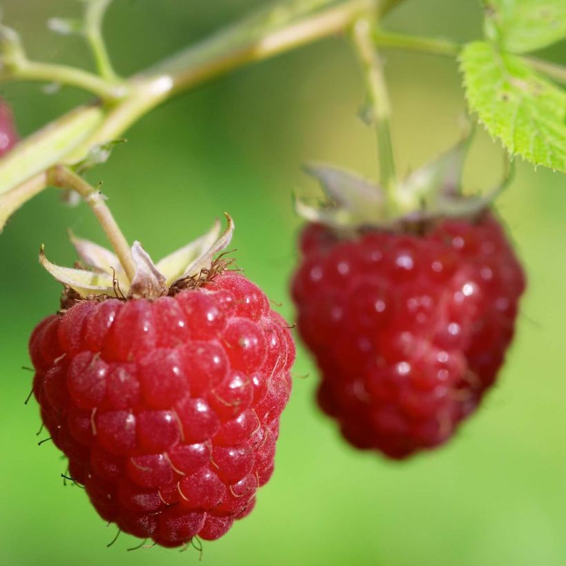 Lampone Délice de framboise ‘RUSILVA’ (Raccolta)
