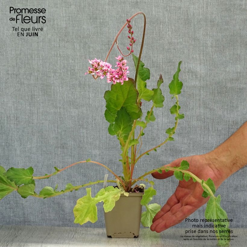 Esemplare di Francoa sonchifolia Vasetto da 8/9 cm consegnato in estate