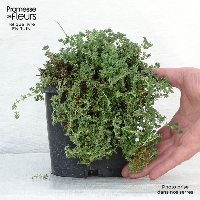 Esemplare di Frankenia laevis Vasetto da 8/9 cm consegnato in estate