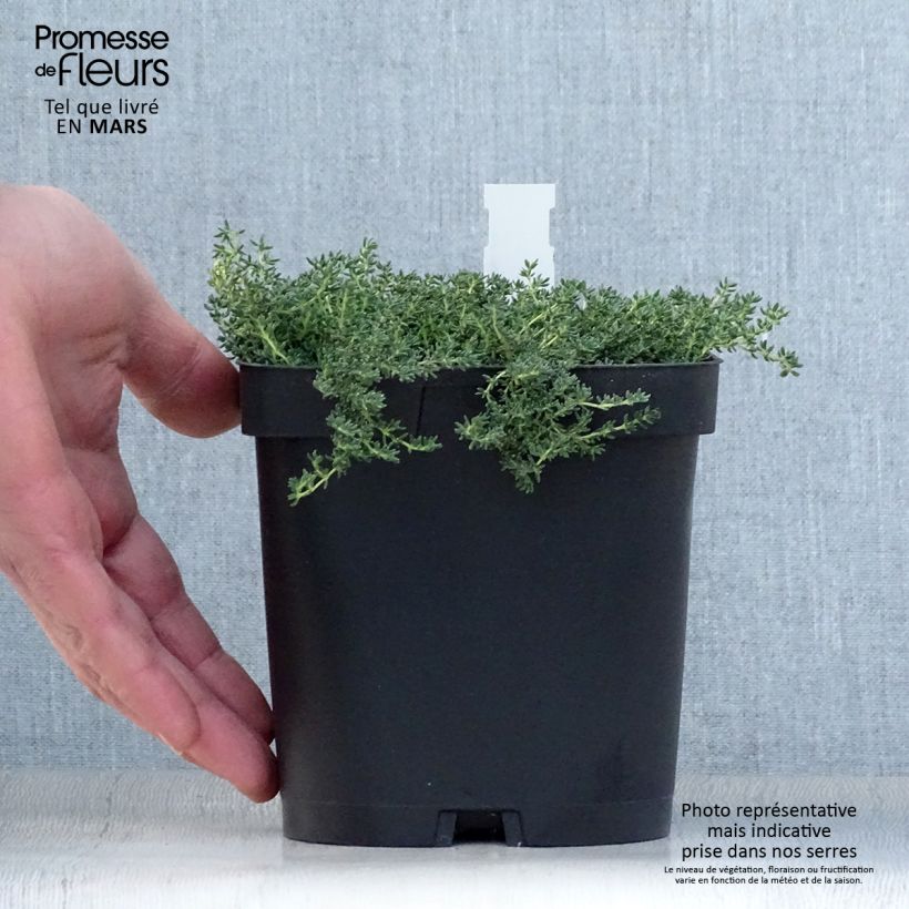 Frankenia laevis Vaso da 2L/3L esemplare consegnato in primavera