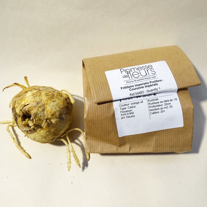 Esempio di esemplare Fritillaria imperialis Prolifera - Corona imperiale Bulbo taglia 20+ come consegnato